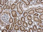 Arginase 2 Antibody in Immunohistochemistry (Paraffin) (IHC (P))