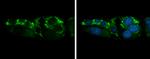 Arginase 2 Antibody in Immunocytochemistry (ICC/IF)