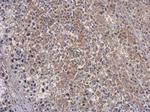 OAS3 Antibody in Immunohistochemistry (Paraffin) (IHC (P))