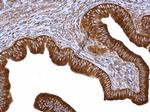 eIF4G3 Antibody in Immunohistochemistry (Paraffin) (IHC (P))