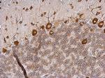 eIF4G3 Antibody in Immunohistochemistry (Paraffin) (IHC (P))