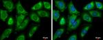 eIF4G3 Antibody in Immunocytochemistry (ICC/IF)