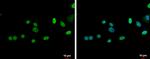 ZNF181 Antibody in Immunocytochemistry (ICC/IF)