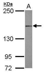 MLH3 Antibody in Western Blot (WB)