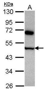 COPS4 Antibody in Western Blot (WB)