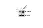 CHMP2B Antibody in Western Blot (WB)