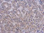 SPTLC2 Antibody in Immunohistochemistry (Paraffin) (IHC (P))