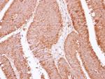 APOBEC3F Antibody in Immunohistochemistry (Paraffin) (IHC (P))