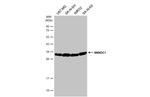 SMNDC1 Antibody in Western Blot (WB)