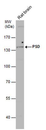 PSD Antibody in Western Blot (WB)