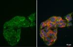 HADH Antibody in Immunocytochemistry (ICC/IF)