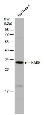 HADH Antibody in Western Blot (WB)