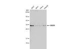 HADH Antibody in Western Blot (WB)