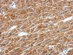 PAICS Antibody in Immunohistochemistry (Paraffin) (IHC (P))