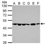 PAICS Antibody in Western Blot (WB)