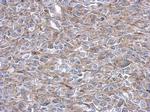 PAICS Antibody in Immunohistochemistry (Paraffin) (IHC (P))