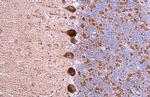 GABRA5 Antibody in Immunohistochemistry (Paraffin) (IHC (P))