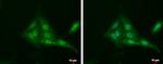 TUB Antibody in Immunocytochemistry (ICC/IF)