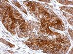 TUB Antibody in Immunohistochemistry (Paraffin) (IHC (P))