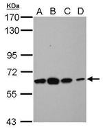 TUB Antibody in Western Blot (WB)