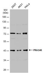 PRAS40 Antibody in Western Blot (WB)