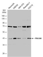 PRAS40 Antibody in Western Blot (WB)