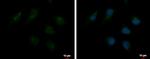 TMF1 Antibody in Immunocytochemistry (ICC/IF)