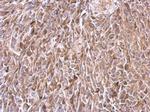 TMF1 Antibody in Immunohistochemistry (Paraffin) (IHC (P))