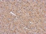 TMF1 Antibody in Immunohistochemistry (Paraffin) (IHC (P))