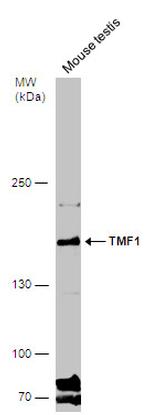 TMF1 Antibody in Western Blot (WB)