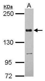 TMF1 Antibody in Western Blot (WB)