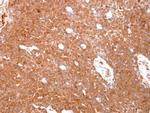 GST Omega 1 140A Antibody in Immunohistochemistry (Paraffin) (IHC (P))