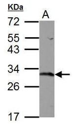 GST Omega 1 140A Antibody in Western Blot (WB)