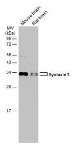 Syntaxin 3 Antibody in Western Blot (WB)