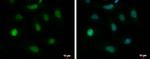 BAG6 Antibody in Immunocytochemistry (ICC/IF)