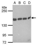 BAG6 Antibody in Western Blot (WB)