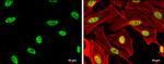 DPPA4 Antibody in Immunocytochemistry (ICC/IF)