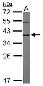 DPPA4 Antibody in Western Blot (WB)