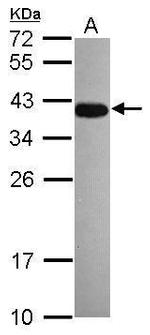 DPPA4 Antibody in Western Blot (WB)