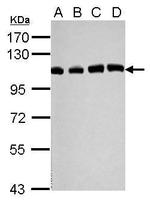 USP13 Antibody in Western Blot (WB)