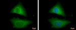 STRAP Antibody in Immunocytochemistry (ICC/IF)