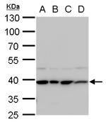 STRAP Antibody in Western Blot (WB)