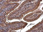 RBPMS Antibody in Immunohistochemistry (Paraffin) (IHC (P))