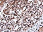 RBPMS Antibody in Immunohistochemistry (Paraffin) (IHC (P))