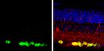 RBPMS Antibody in Immunohistochemistry (Paraffin) (IHC (P))