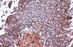 RBPMS Antibody in Immunohistochemistry (Paraffin) (IHC (P))