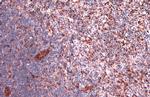 RBPMS Antibody in Immunohistochemistry (Paraffin) (IHC (P))