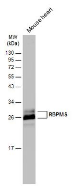 RBPMS Antibody in Western Blot (WB)