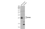 RBPMS Antibody in Western Blot (WB)