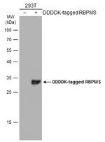 RBPMS Antibody in Western Blot (WB)